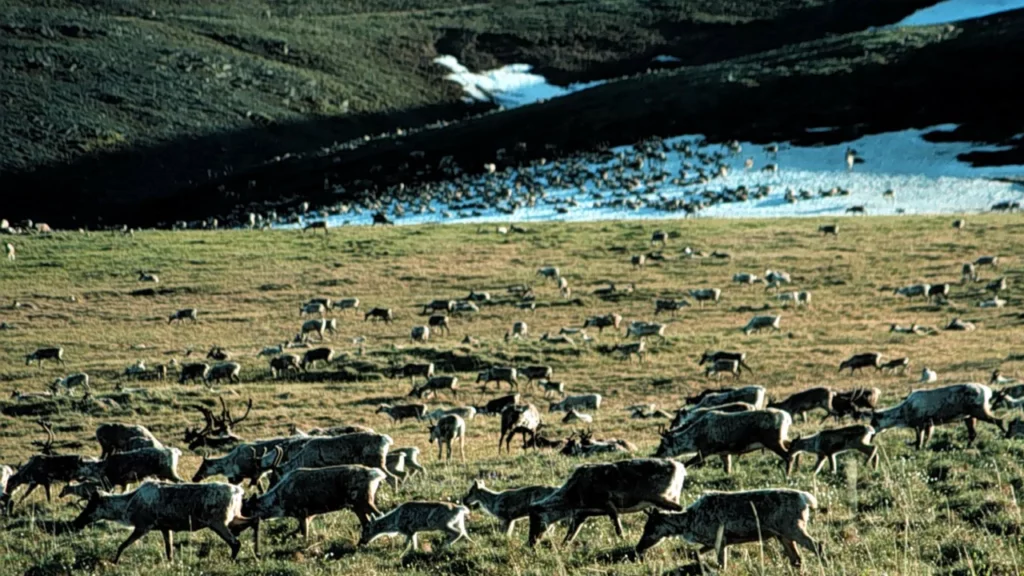 Biden administration cancels years-long attempt to drill in Alaska National Wildlife Refuge