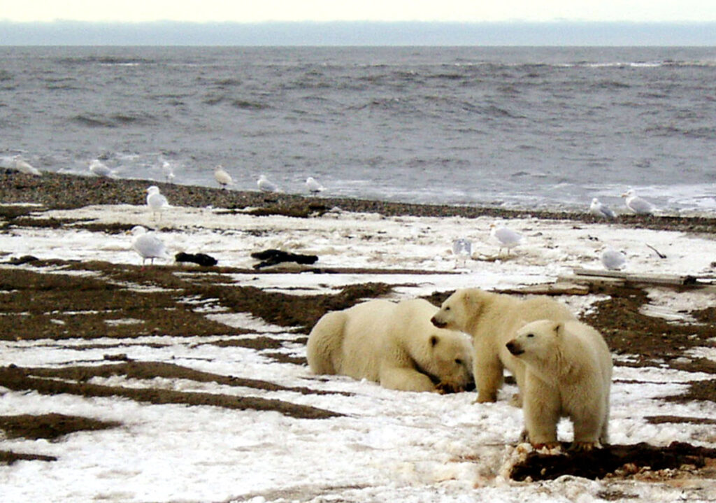 Biden cancels last oil and gas leases in Alaska’s Arctic Refuge, overturns sales held by Trump