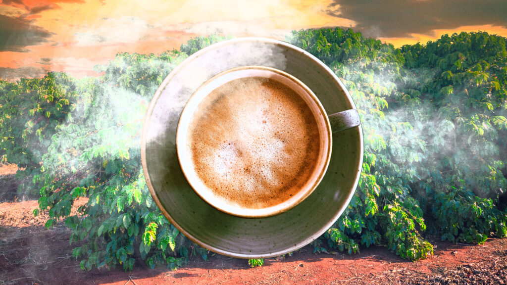 Coffee prices set to rise even higher, warns Italian roaster Lavazza