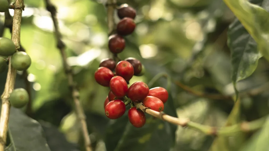 Coffee is becoming a luxury, and there’s no escaping it thanks to Climate Change