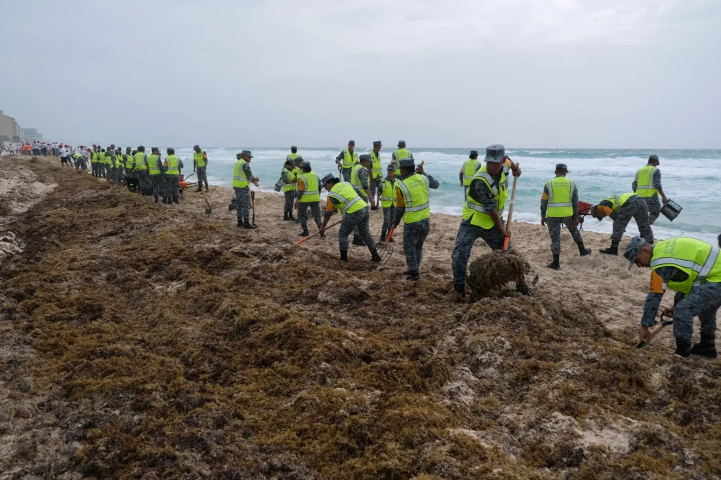 Shifting climate alters pattern of Atlantic’s giant seaweed blobs