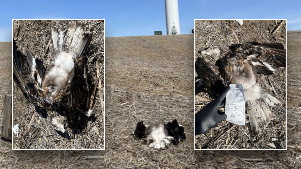 Minnesota green energy program funded by Obama fined for killing bald eagle: ‘National treasure’