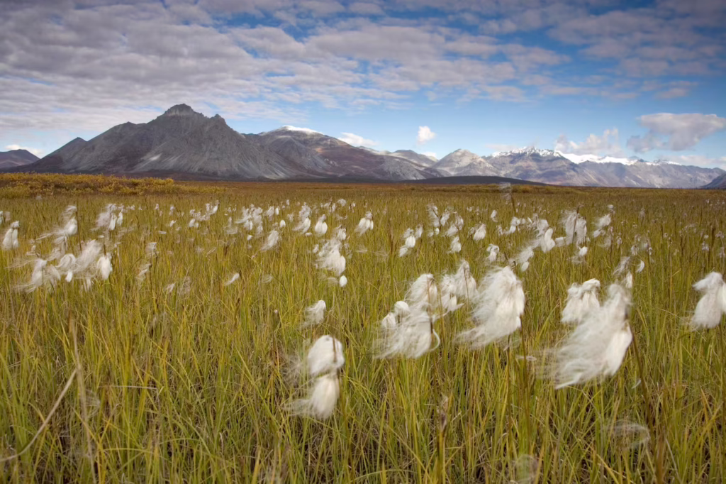 Oil companies continue to show little interest in Arctic refuge drilling